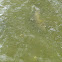 Grass Carp