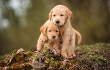 Golden Retriever Wallpapers New Tab HD small promo image