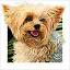 Yorkshire Terrier Themes & New Tab