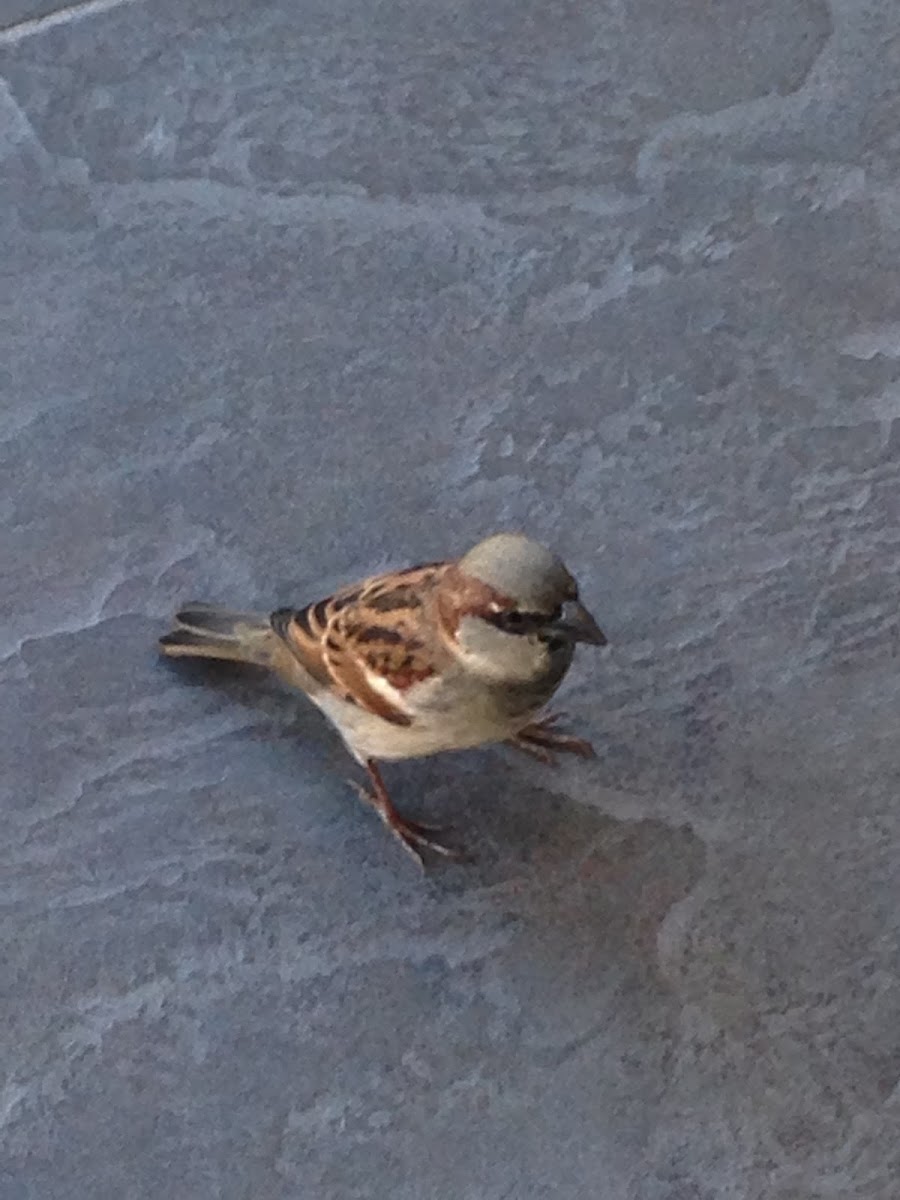 Florida Grasshopper Sparrow