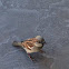 Florida Grasshopper Sparrow