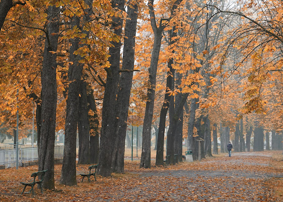 Viale del Tramonto di field