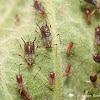 Aphid