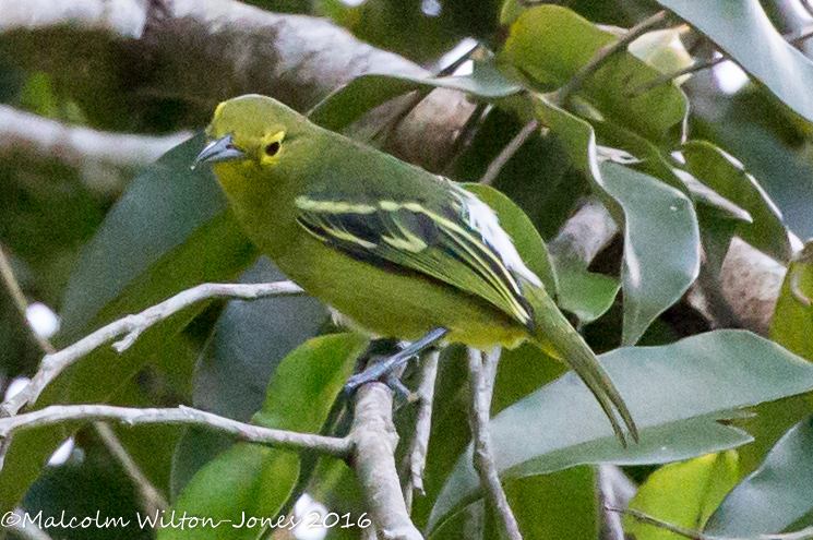 Green Iora