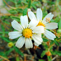 Blackfoot Daisy