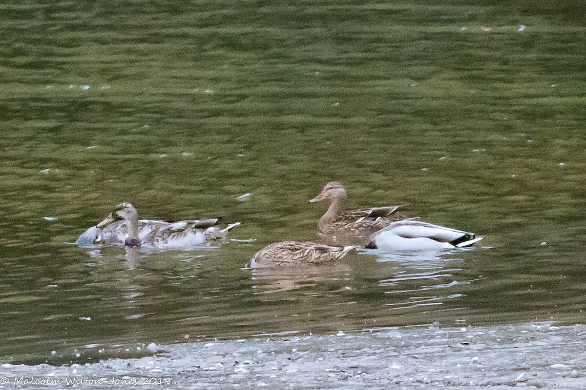 Mallard