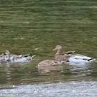 Mallard