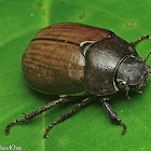 June Beetle