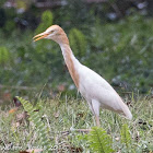 Cattle Egret