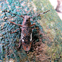 Flat-faced Longhorn Beetle