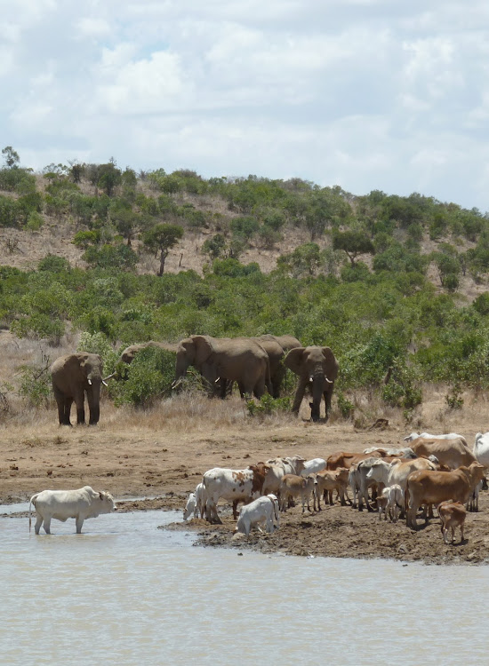 In most African savannas wild herbivores such as elephants share their living space with domestic cattle.