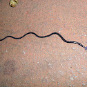 Hammerhead Worm