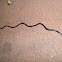 Hammerhead Worm