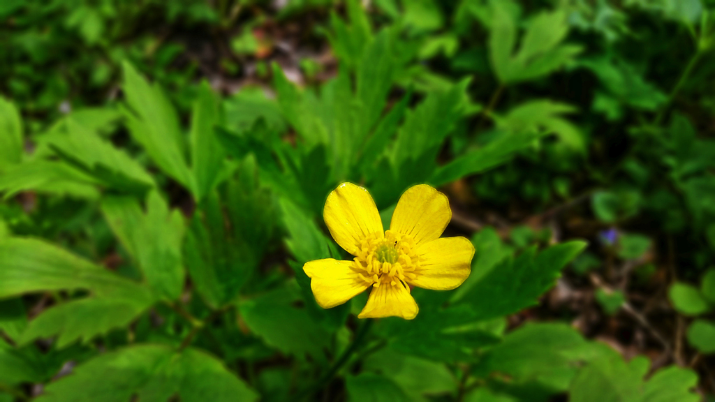 Bristly Buttercup