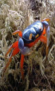 Crab(圖5)-速報App