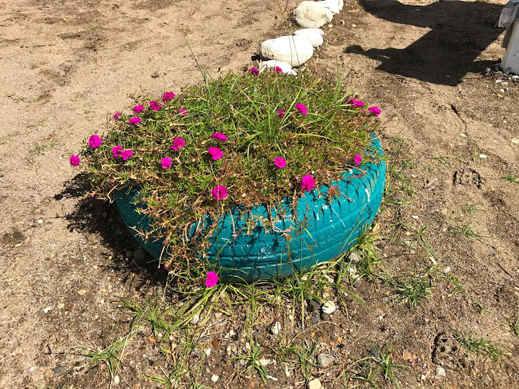 Score one for the environment! Tropical flowers make use of a recycled tire.