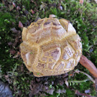 Boletes Mushroom