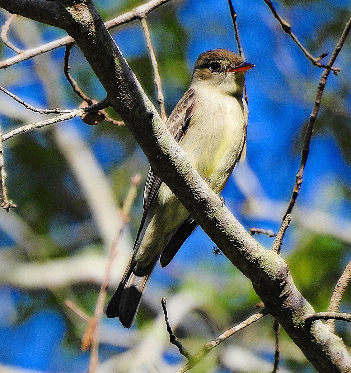 Eastern Phoebe