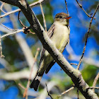 Eastern Phoebe