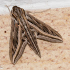 Silver-striped Hawk-Moth