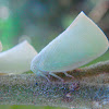 Flatid planthopper