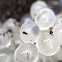 Leopard Slug eggs