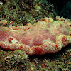 Nudibranch