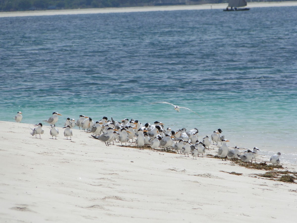 Lesser Crested Tern