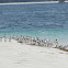 Lesser Crested Tern