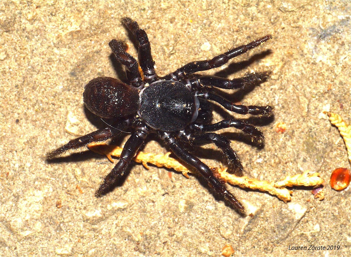 Trap Door Spider