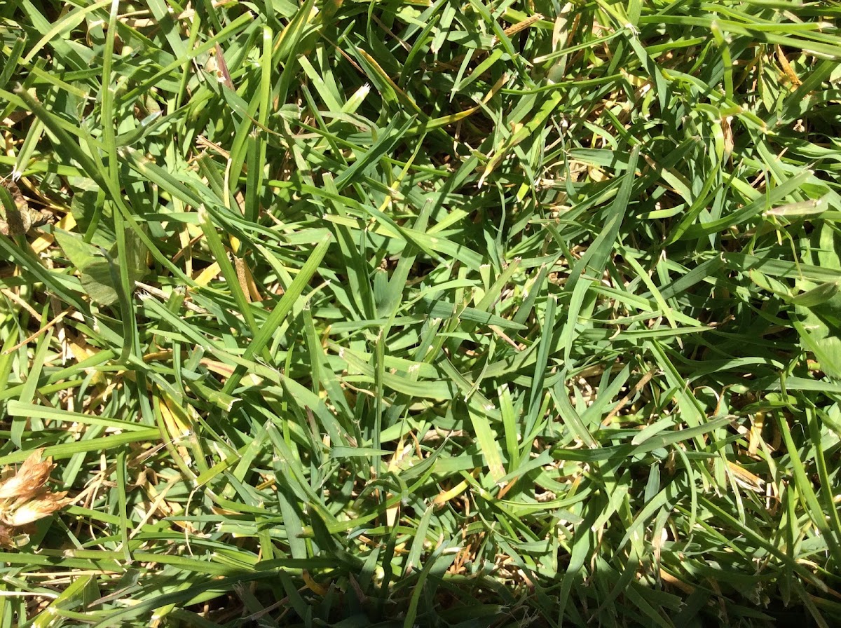 Grass