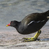 Moorhen