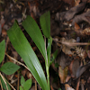 Prosthechea varicosa