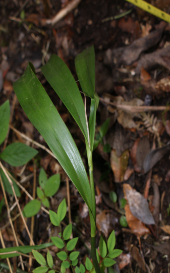 Prosthechea varicosa