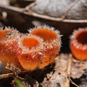 Shaggy Scarlet Cup