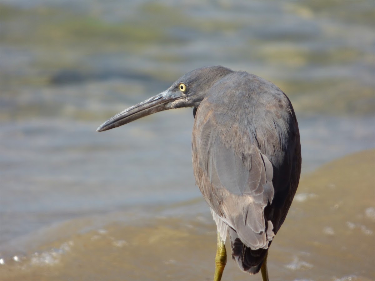 Eastern Reef Egret