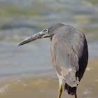 Eastern Reef Egret