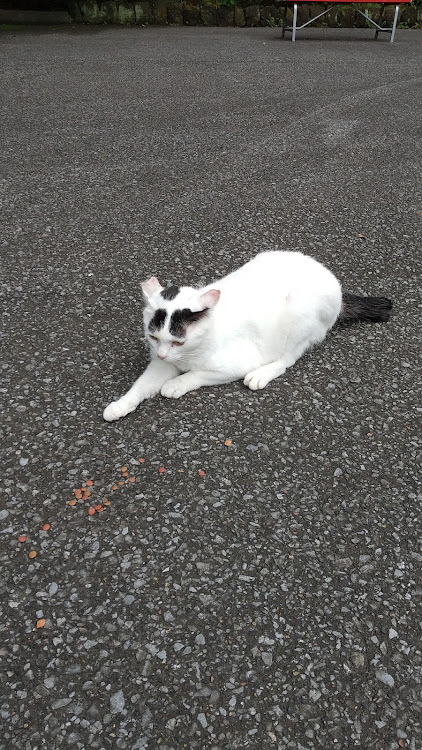 スイフトスポーツの釜めし愛好家・お猫様🐱・モフ活に関するカスタム事例の投稿画像3枚目