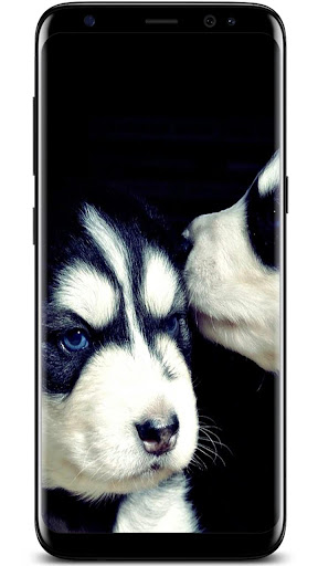 New Siberian Husky Wallpaper