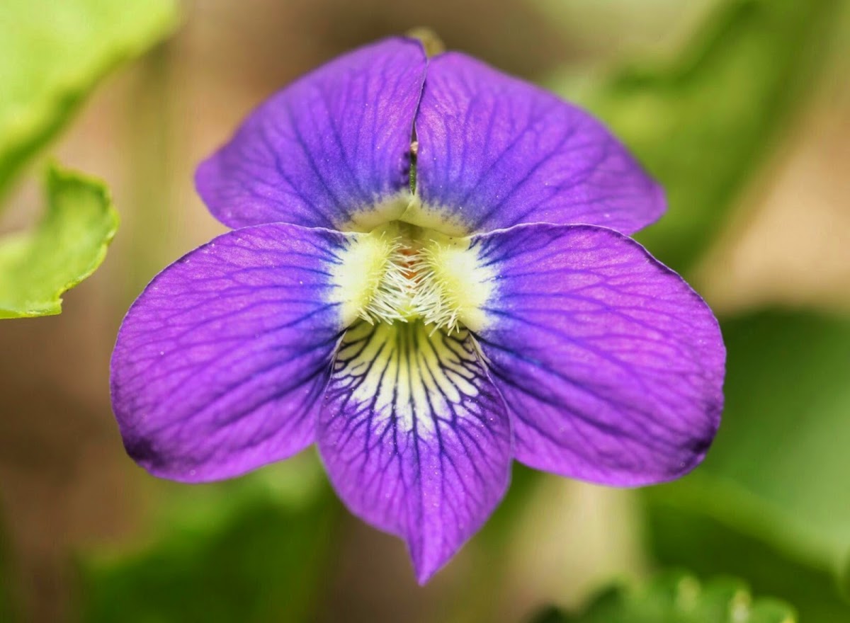 Wild Violet