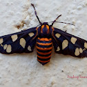 Wasp Moth