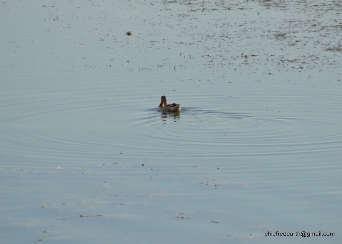 Northern Shoveler