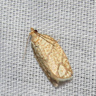 Lined Oak Leafroller moth