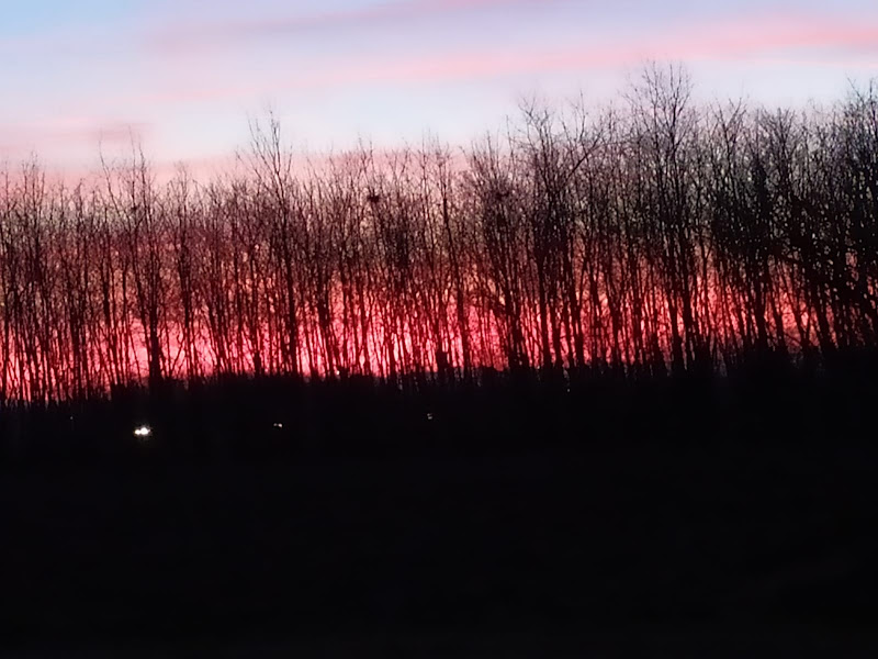 La selva oscura di Sharon_Sarubbi