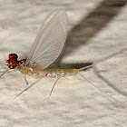 Mayfly