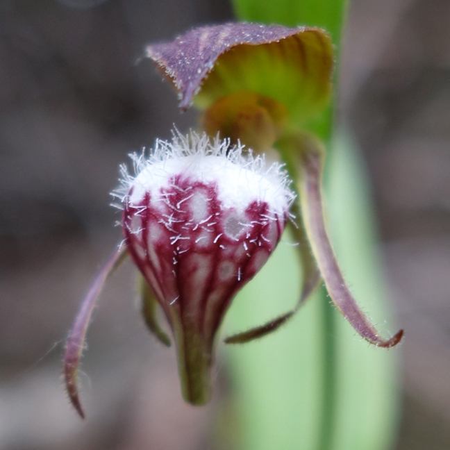 Ram's Head Lady's Slipper