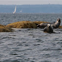 Harbor seals