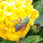 Bicolored Agapostemon Sweat Bee