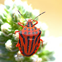 Red Half-spotted Stink Bug