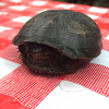 Eastern Mud Turtle